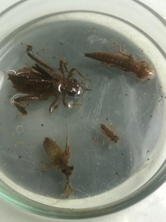 Foto da Biodiversidade